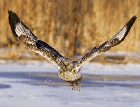 飞翔的猫头鹰图片