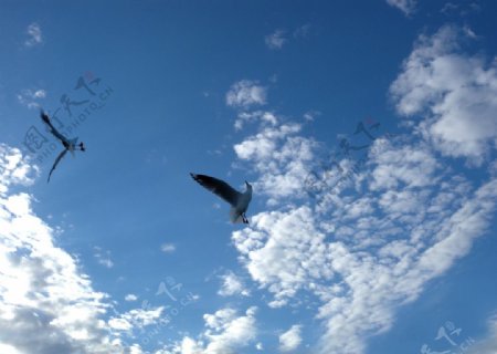 海鸥图片