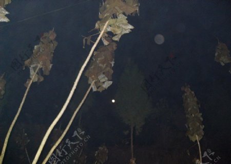 夜色桑树图片