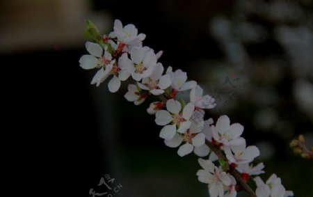樱桃树开花图片