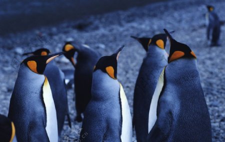 企鹅群图片