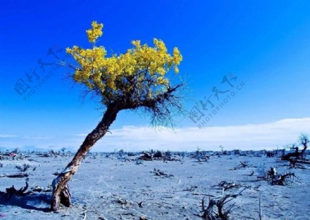 沙漠树木图片