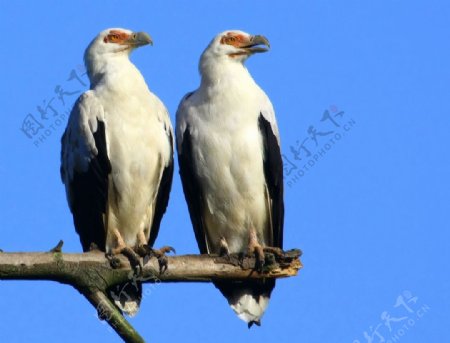 南非稀有鸟图片