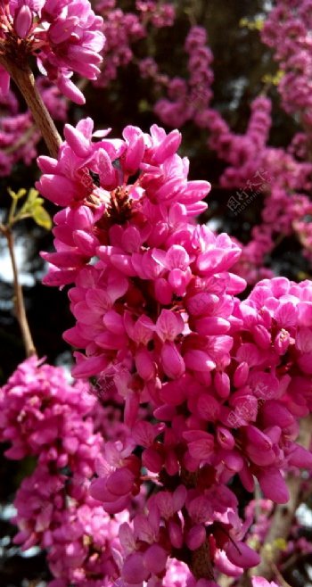 春日花朵图片