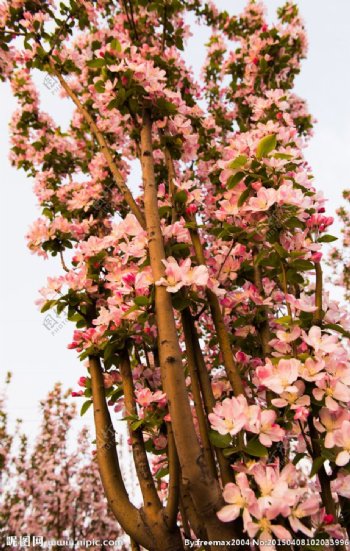 海棠花树图片