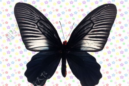 黑色条纹弄蝶图片