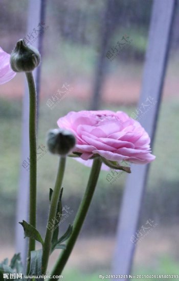粉色牡丹花图片