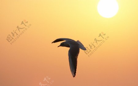 在朝霞中飞翔的海鸥图片