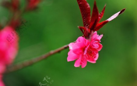 碧桃桃的变种重瓣粉红图片