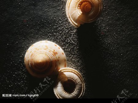 美丽蜗牛图片