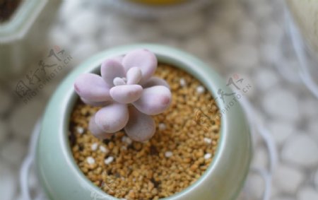 多肉植物桃之卵粉色植物图片