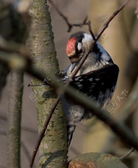 小斑啄木鸟图片