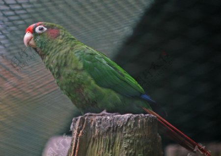 血耳錐尾鸚鵡图片