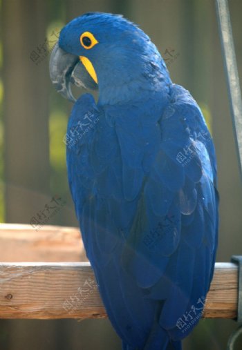 紫蓝金刚鹦鹉图片