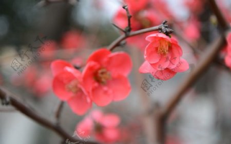 海棠迎春图片