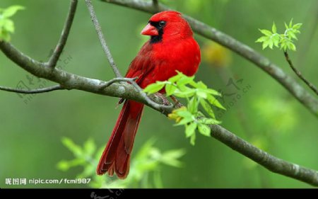 北美主红雀红色小鸟图片