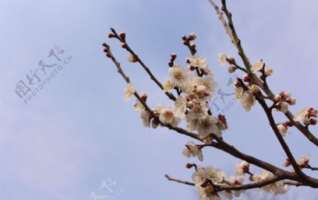 蓝天梅花图片