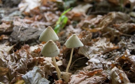 蘑菇伞图片