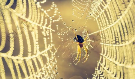 金色蜘蛛网图片