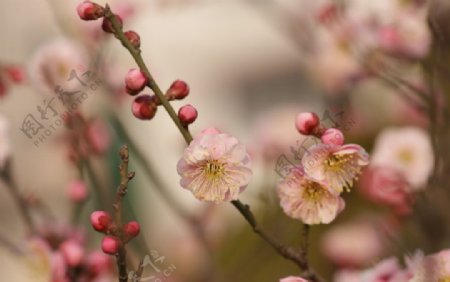 粉红梅花图片