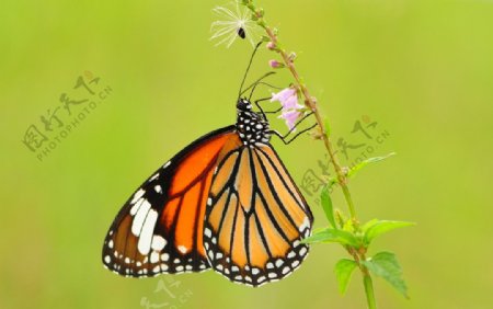 虎斑蝶图片