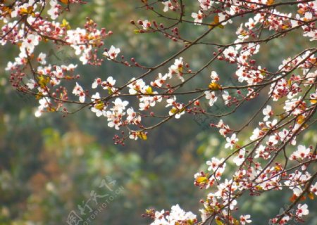 春天的美好红叶李图片