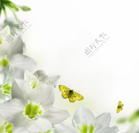 白色清新花草图片