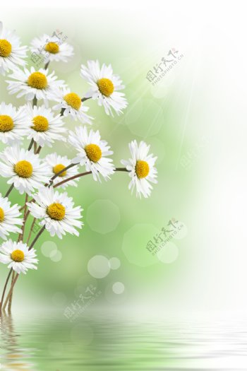 唯美白色雏菊图片