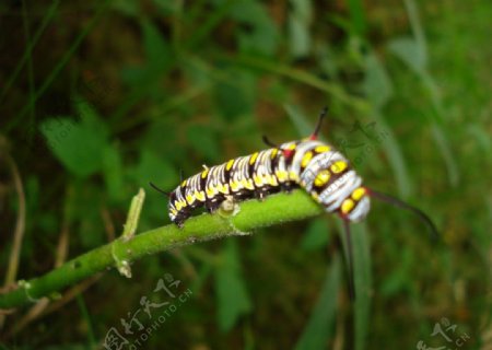 金斑蝶幼虫图片