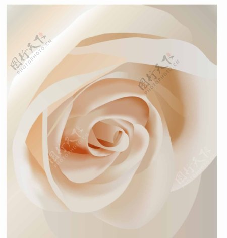 白玫瑰素材图片