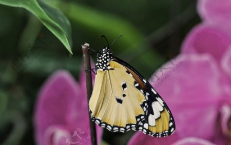 兰花丛中的虎斑蝶图片