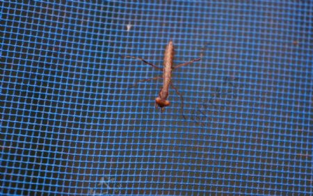 攀岩高手褐色螳螂图片