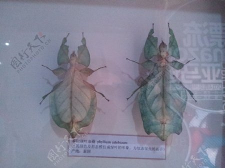 竹节虫标本图片
