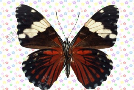 红黑色白条蝴蝶图片