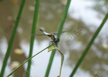 池塘边的蜻蜓图片