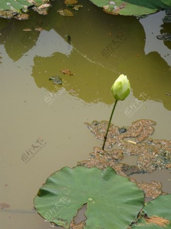 荷花图片