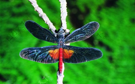 斑斓蜻蜓图片