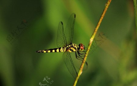 暮色蜻蜓图片