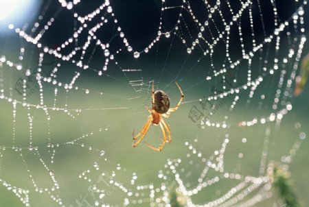 蜘蛛织网高清摄影图片