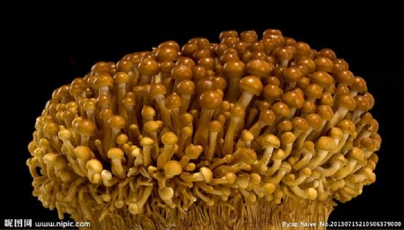 金球金针菇图片