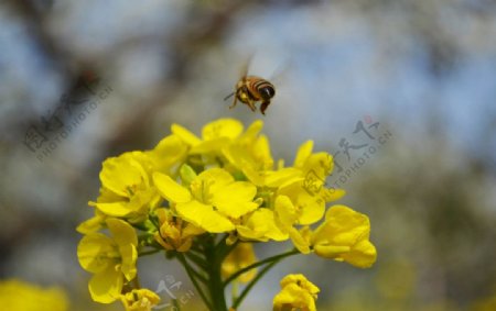 蜜蜂采花粉图片