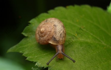 高清昆虫蜗牛大图图片