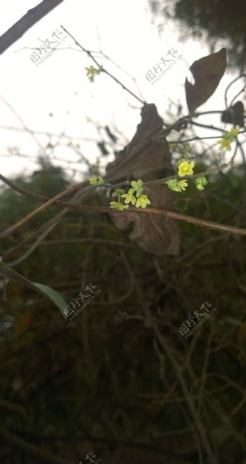 黄色的小花儿图片