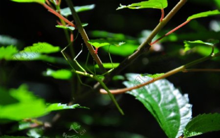 竹节虫图片