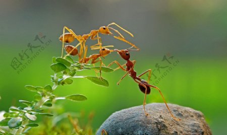 蚂蚁择妻图片