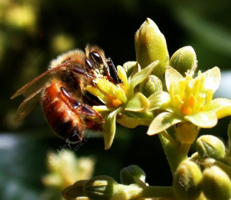 蜜蜂采蜜鳄梨花图片