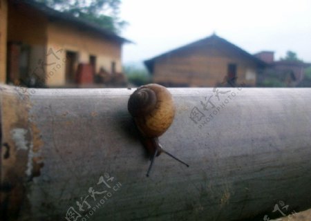 蜗牛与家图片