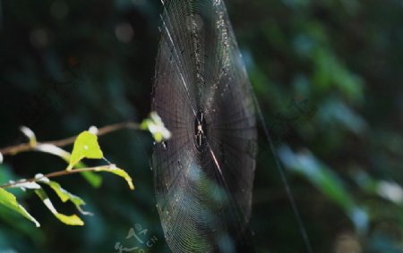 圆型蜘蛛网图片