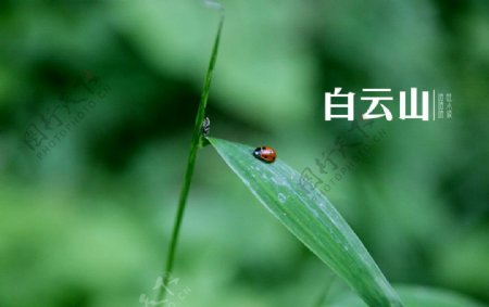 白云山瓢虫图片