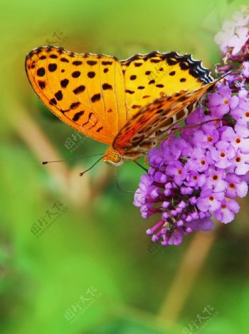 黄蛱蝶与紫花图片